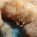 Drosophila heteroneura Kukuiopae 3457
