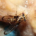 Drosophila heteroneura Kukuiopae 3458