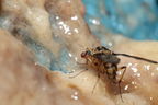 Drosophila heteroneura Kukuiopae 3459