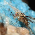 Drosophila heteroneura Kukuiopae 3460