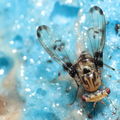 Drosophila heteroneura Kukuiopae 3462