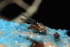 Drosophila heteroneura Kukuiopae 3465
