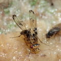 Drosophila heteroneura Kukuiopae 3485