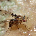 Drosophila heteroneura Kukuiopae 3487