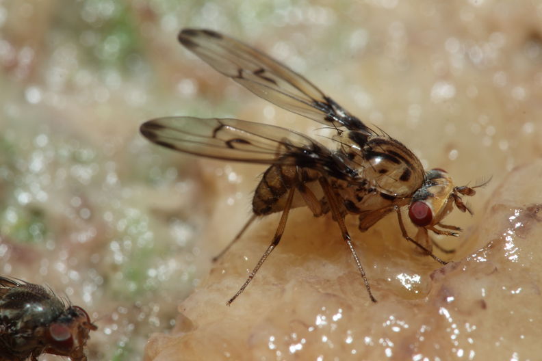 Drosophila heteroneura Kukuiopae 3490.jpg