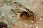 Drosophila heteroneura Kukuiopae 3490