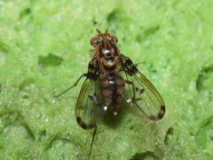 Drosophila heteroneura Kukuiopae 7876