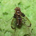 Drosophila heteroneura Kukuiopae 7876