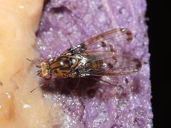 Drosophila heteroneura Kukuiopae 7881