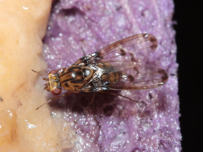 Drosophila heteroneura Kukuiopae 7881.jpg