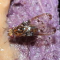 Drosophila heteroneura Kukuiopae 7881
