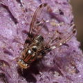 Drosophila heteroneura Kukuiopae 7899