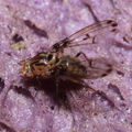 Drosophila heteroneura Kukuiopae 7903