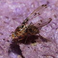 Drosophila heteroneura Kukuiopae 7904