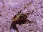 Drosophila heteroneura Kukuiopae 7904