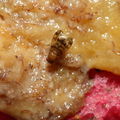 Drosophila hexachaetae Palikea 1778