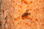 Drosophila hexachaetae Palikea 2057