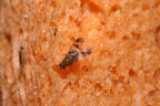 Drosophila hexachaetae Palikea 2058