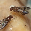 Drosophila hexachaetae Waianae 1143.jpg