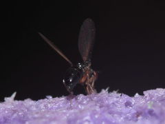 Drosophila imitator Koloa 9711