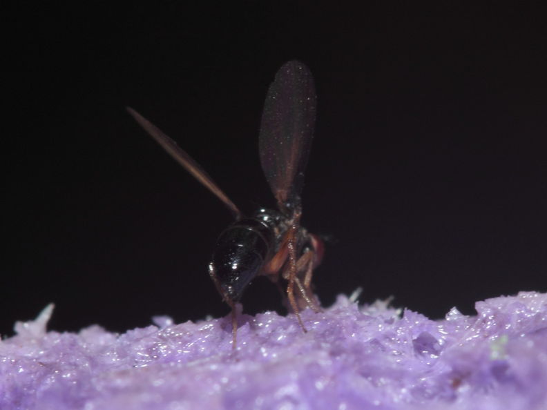 Drosophila imitator Koloa 9711.jpg