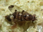 Drosophila inedita Hapapa 4603