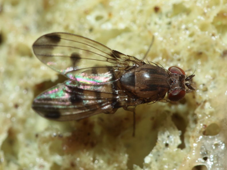 Drosophila inedita Hapapa 4605.jpg