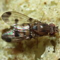 Drosophila inedita Hapapa 4605