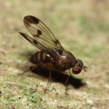 Drosophila inedita Kaluaa 4162