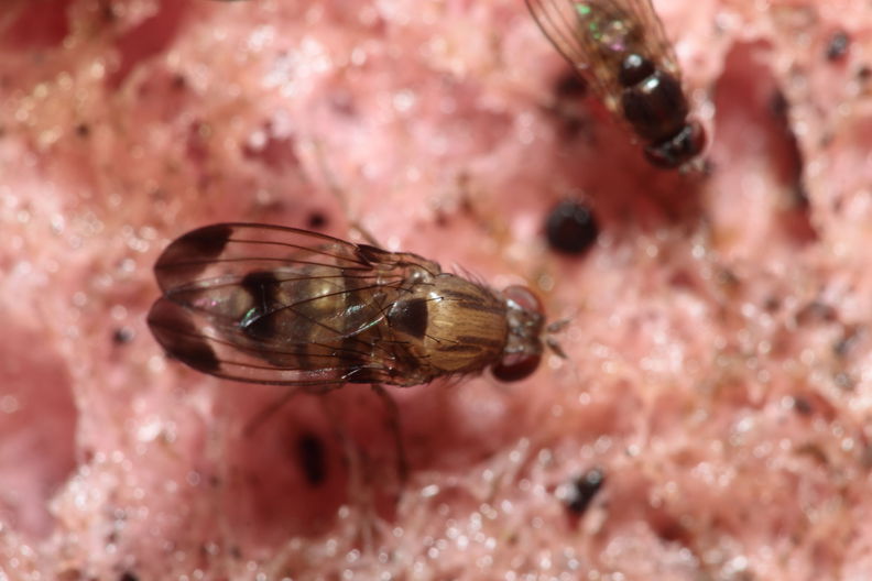 Drosophila inedita Kaluaa 4170