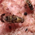 Drosophila inedita Kaluaa 4170