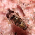 Drosophila inedita Kaluaa 4173
