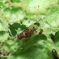 Drosophila inedita Kaluaa 4202