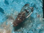 Drosophila inedita Kaluaa 9607
