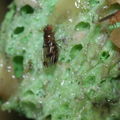 Drosophila inedita Nuuanu 0639.jpg
