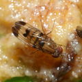 Drosophila inedita Pia 2308.jpg