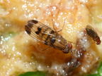 Drosophila inedita Pia 2310
