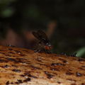 Drosophila kambysellisi Lau 0525