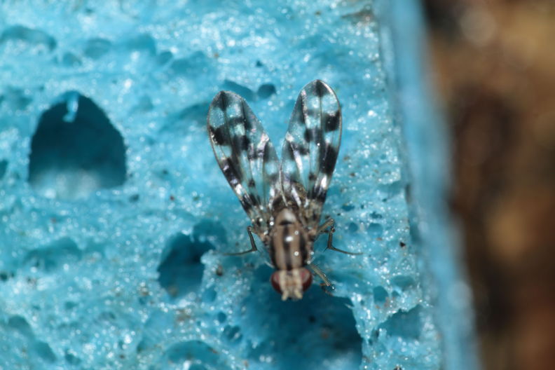 Drosophila kikiko Nualolo 3972.jpg