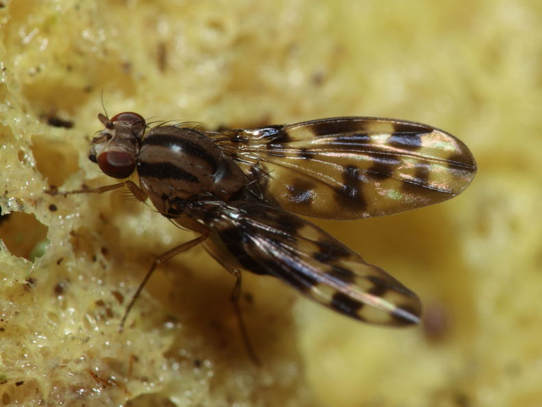 Drosophila kikiko Nualolo 4028