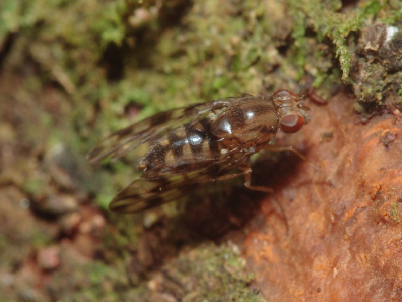 Drosophila kinoole Waianae 0926.jpg