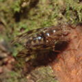Drosophila kinoole Waianae 0926.jpg