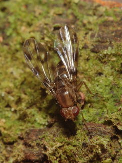 Drosophila kinoole Waianae 0928