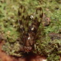 Drosophila kinoole Waianae 0929