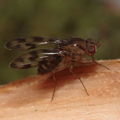 Drosophila kinoole Waianae 0932