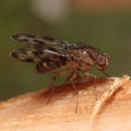 Drosophila kinoole Waianae 0934
