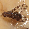 Drosophila kinoole Waianae 1155.jpg