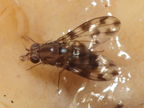 Drosophila kinoole Waianae 1155