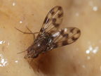 Drosophila kinoole Waianae 1163