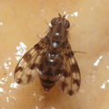 Drosophila kinoole Waianae 1167